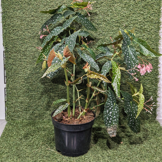 White Spotted: Begonia maculata - 6 inch pot