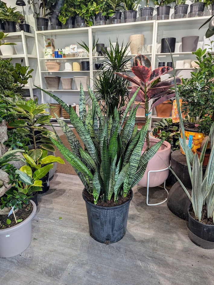 Green Snake Plant: Sansevieria trifasciata 'Zeylanica' - 14 inch pot - 3-4 foot tall