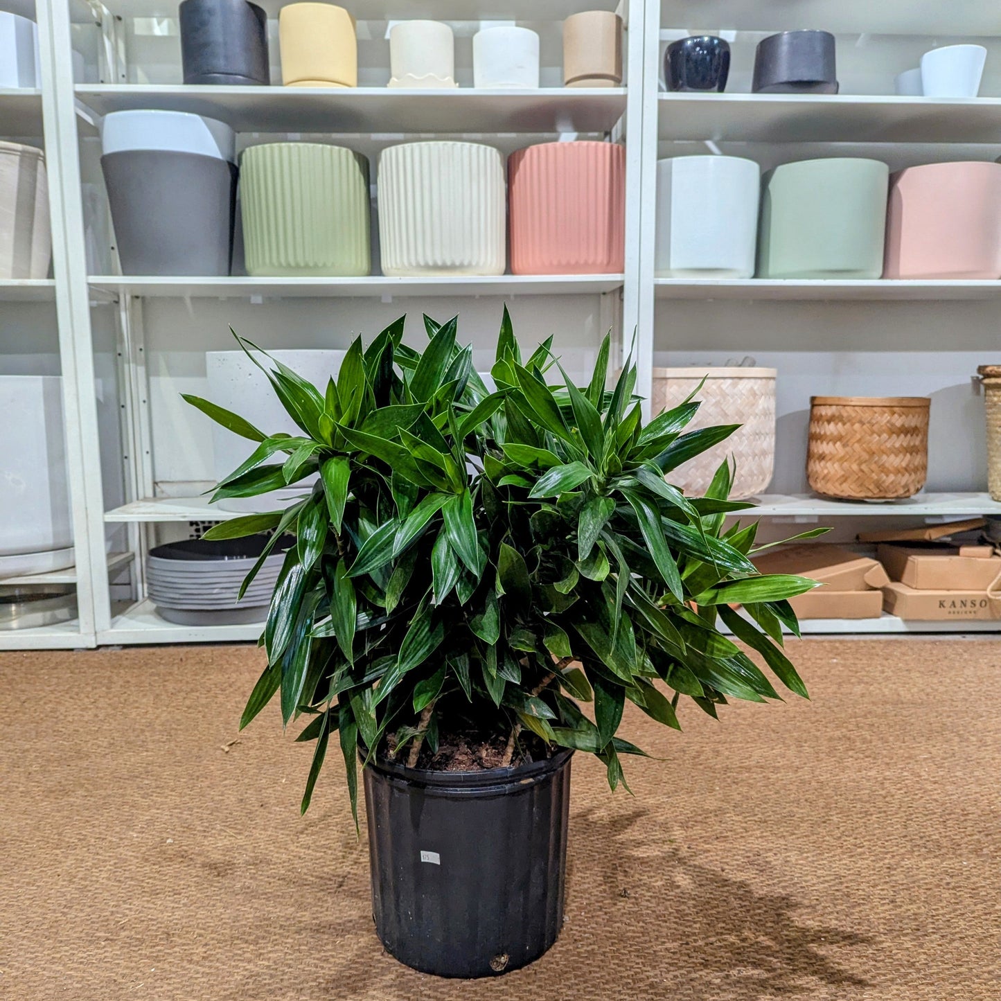 Pleomele: Dracaena reflexa - 10 inch pot - 2-4 foot tall