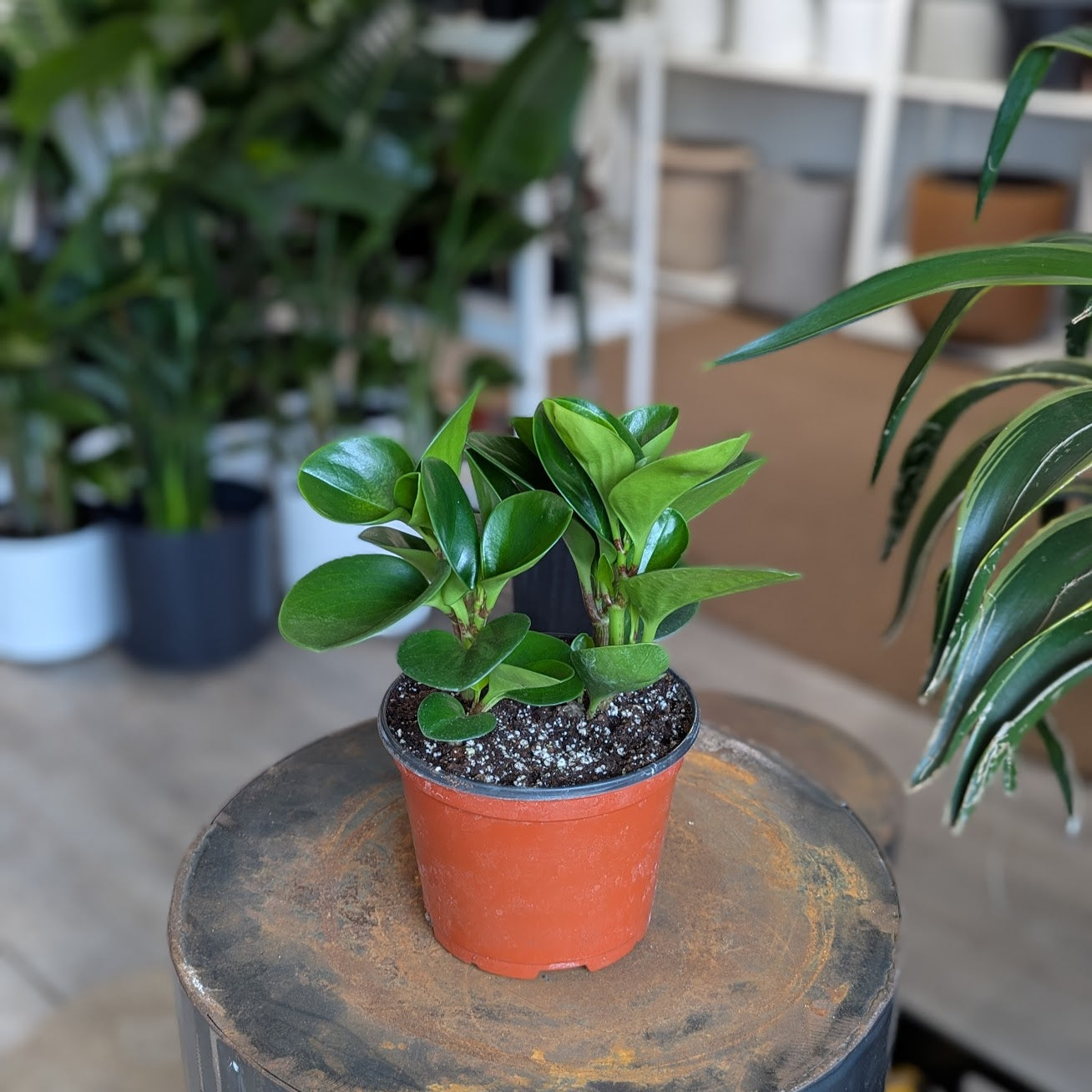 Baby Rubber Plant: Peperomia obtusifolia - 6 inch pot
