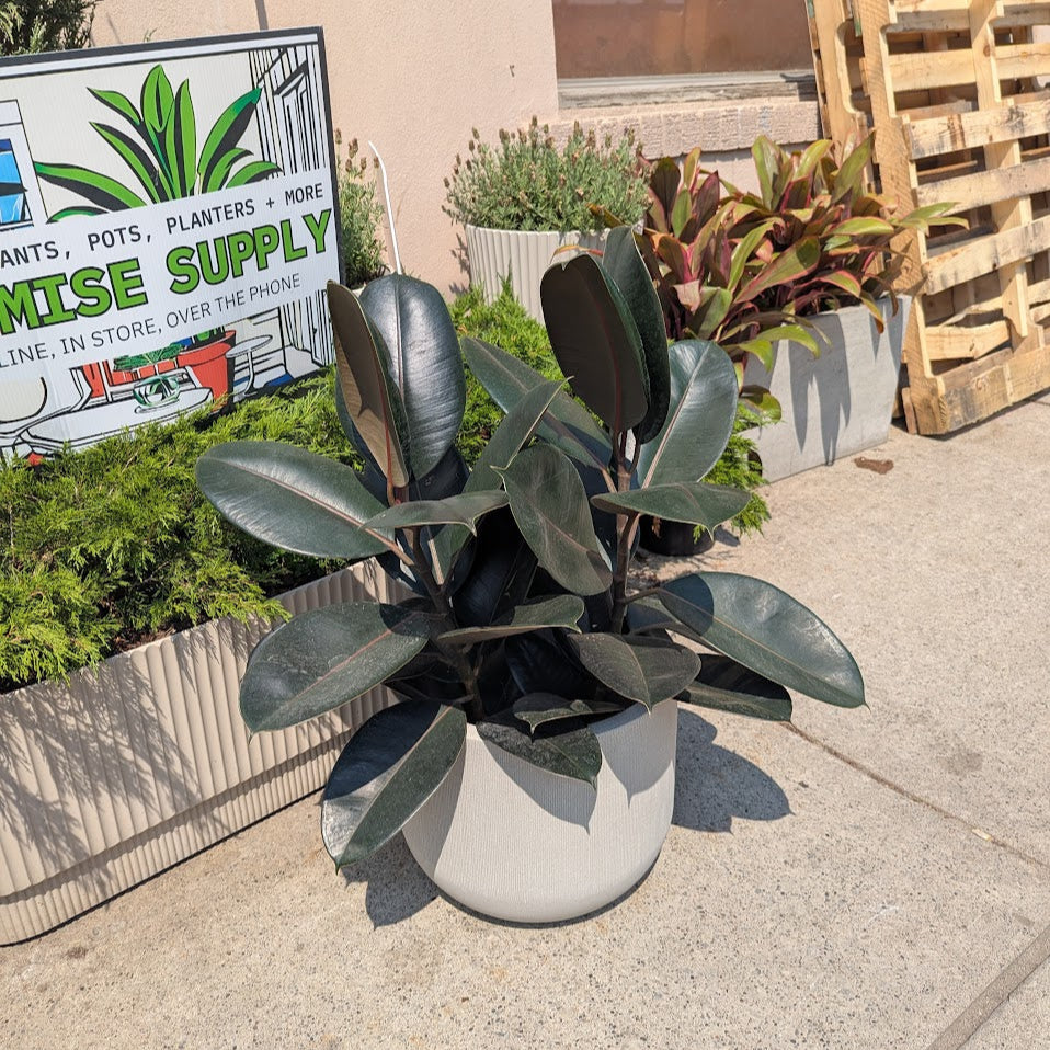 Fringe Round Poly Planter in Sandstone | 12 Inch Nursery Pot — empty planter, studio photo — planter for sale by Promise Supply for delivery and pickup in Toronto.
