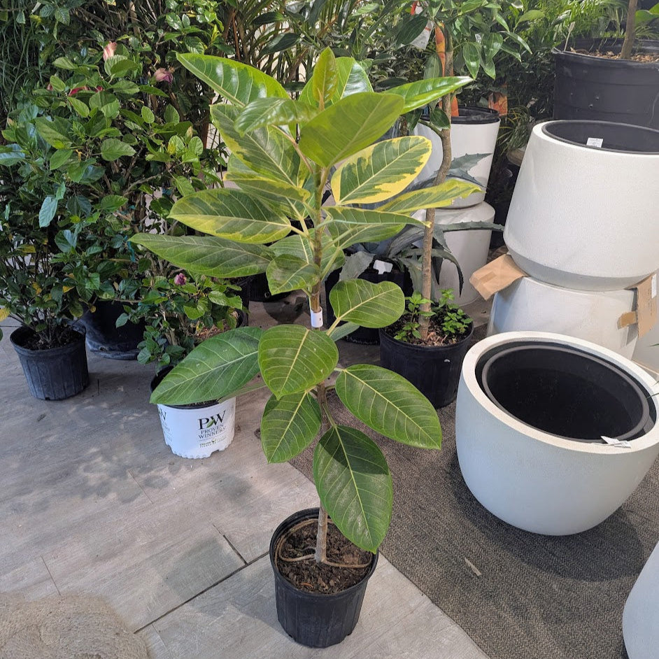 Yellow Gem Fig Column: Ficus altissima - 10 inch pot - 4-5 foot tall