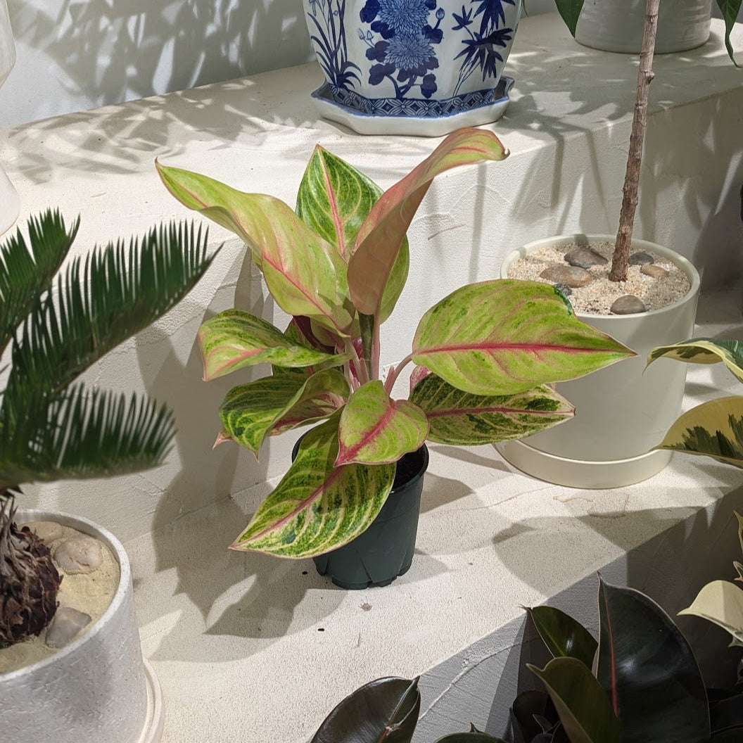 Golden Flourite Chinese Evergreen: Aglaonema - 5 inch pot