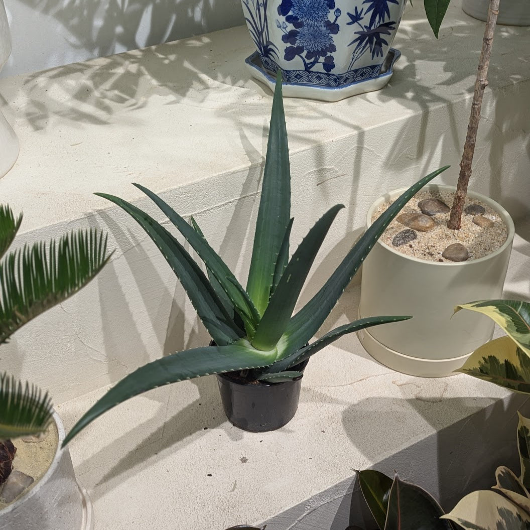 Equator Aloe: Aloe medivera - 5 inch pot
