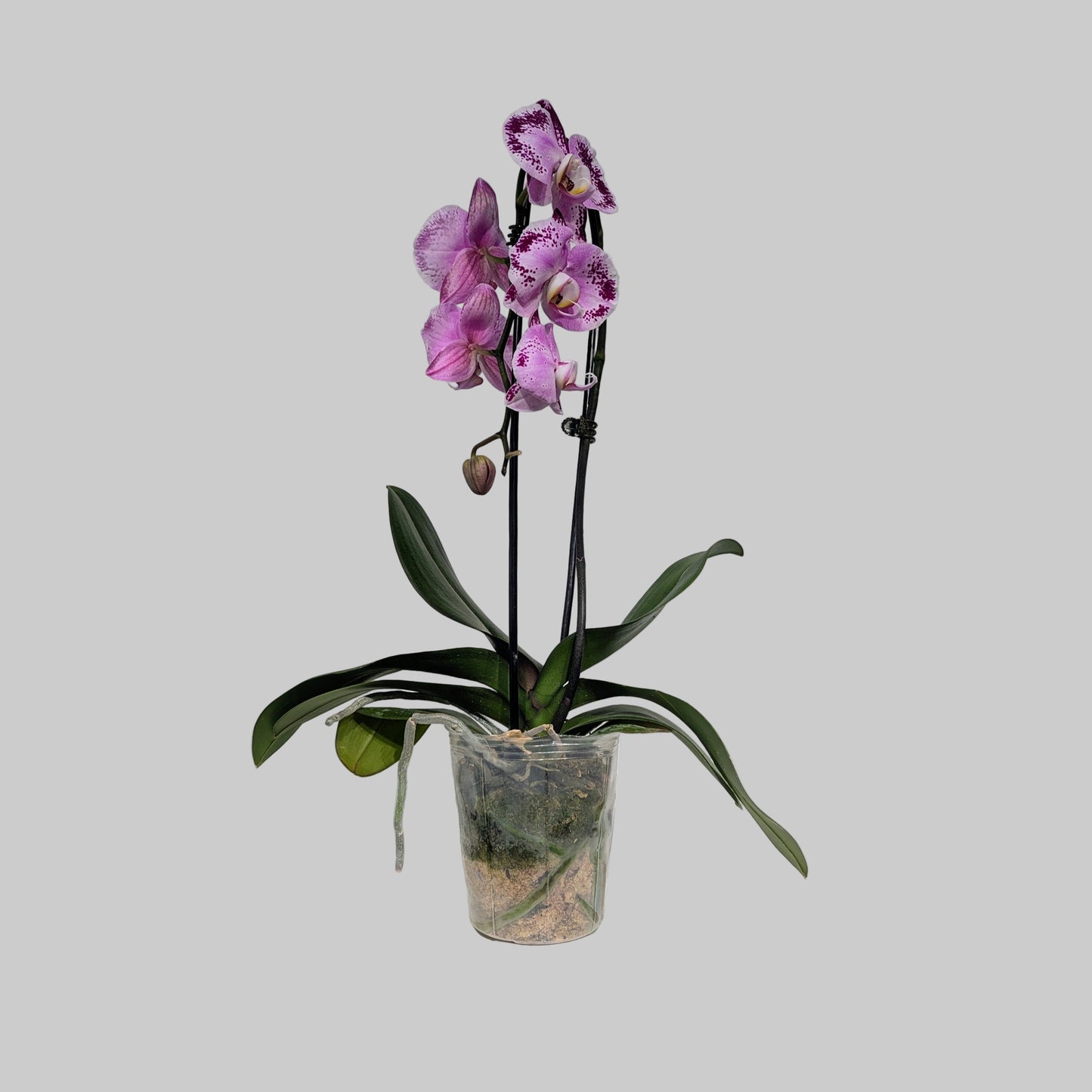 Waterfall Moth Orchid: Phalaenopsis - 5 inch pot