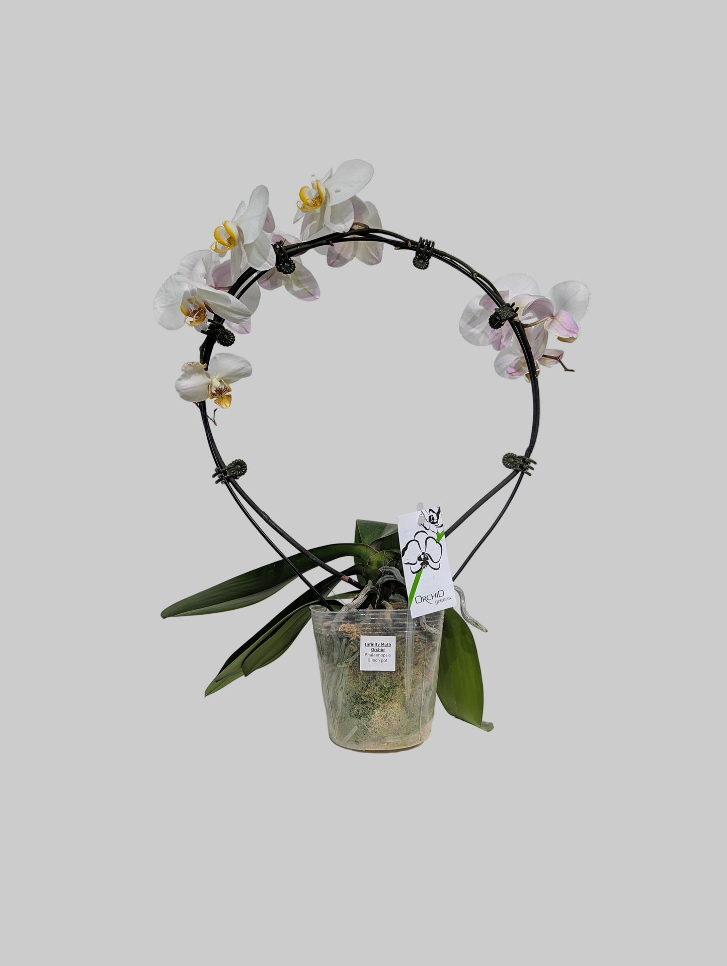 Infinity Moth Orchid: Phalaenopsis - 5 inch pot
