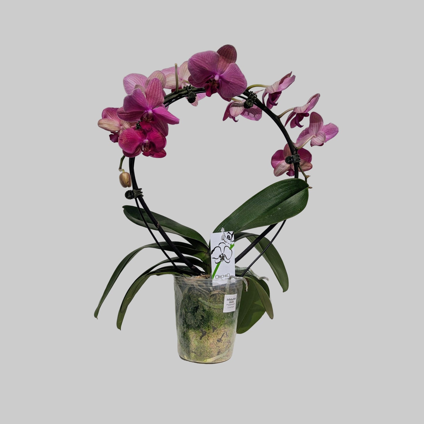 Infinity Moth Orchid: Phalaenopsis - 5 inch pot