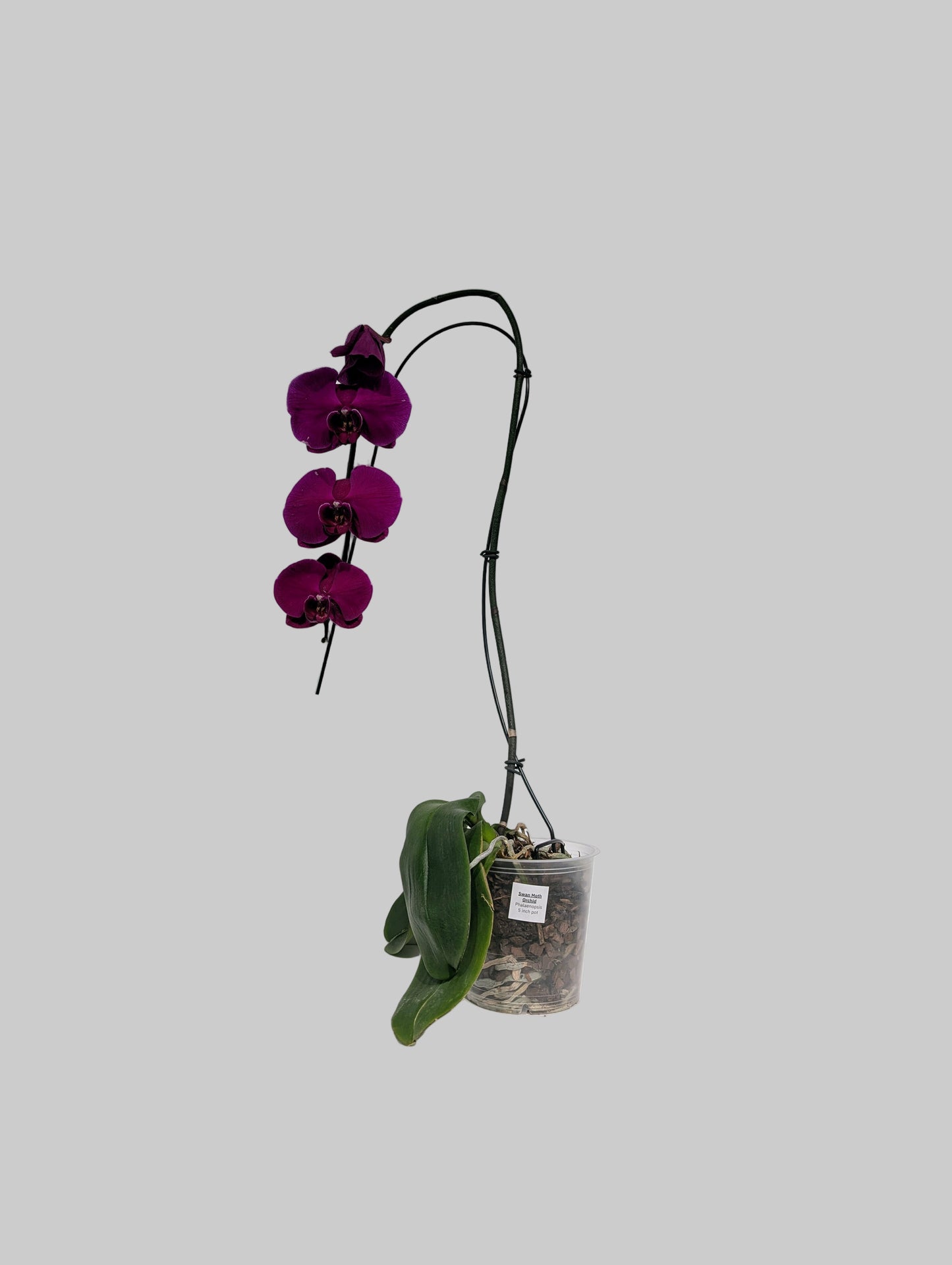 Swan Moth Orchid: Phalaenopsis - 5 inch pot