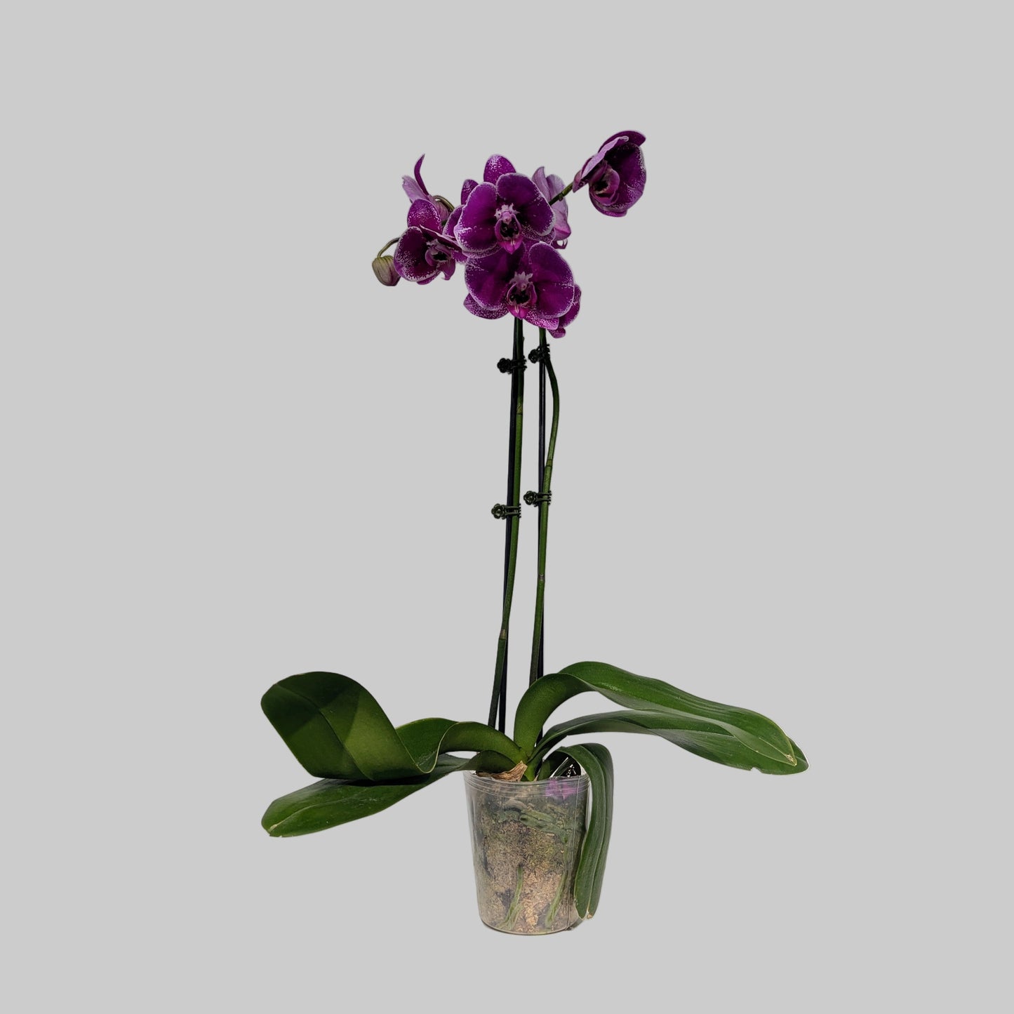 2-Spike Moth Orchid: Phalaenopsis - 5 inch pot