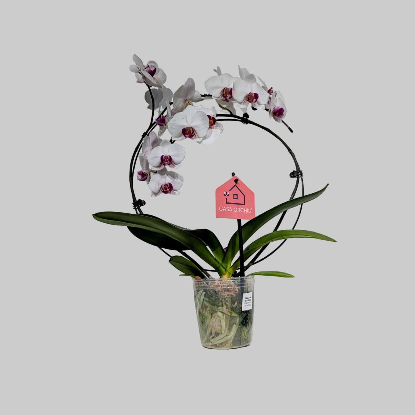 Casa Luna Moth Orchid: Phalaenopsis - 5 inch pot