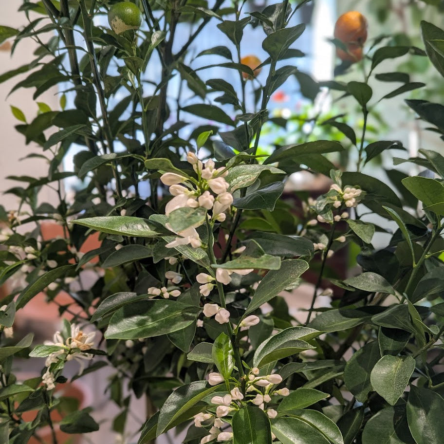 Calamansi/Calamondin Tree: Citrofortunella microcarpa - 16 inch pot - 5-6 foot tall