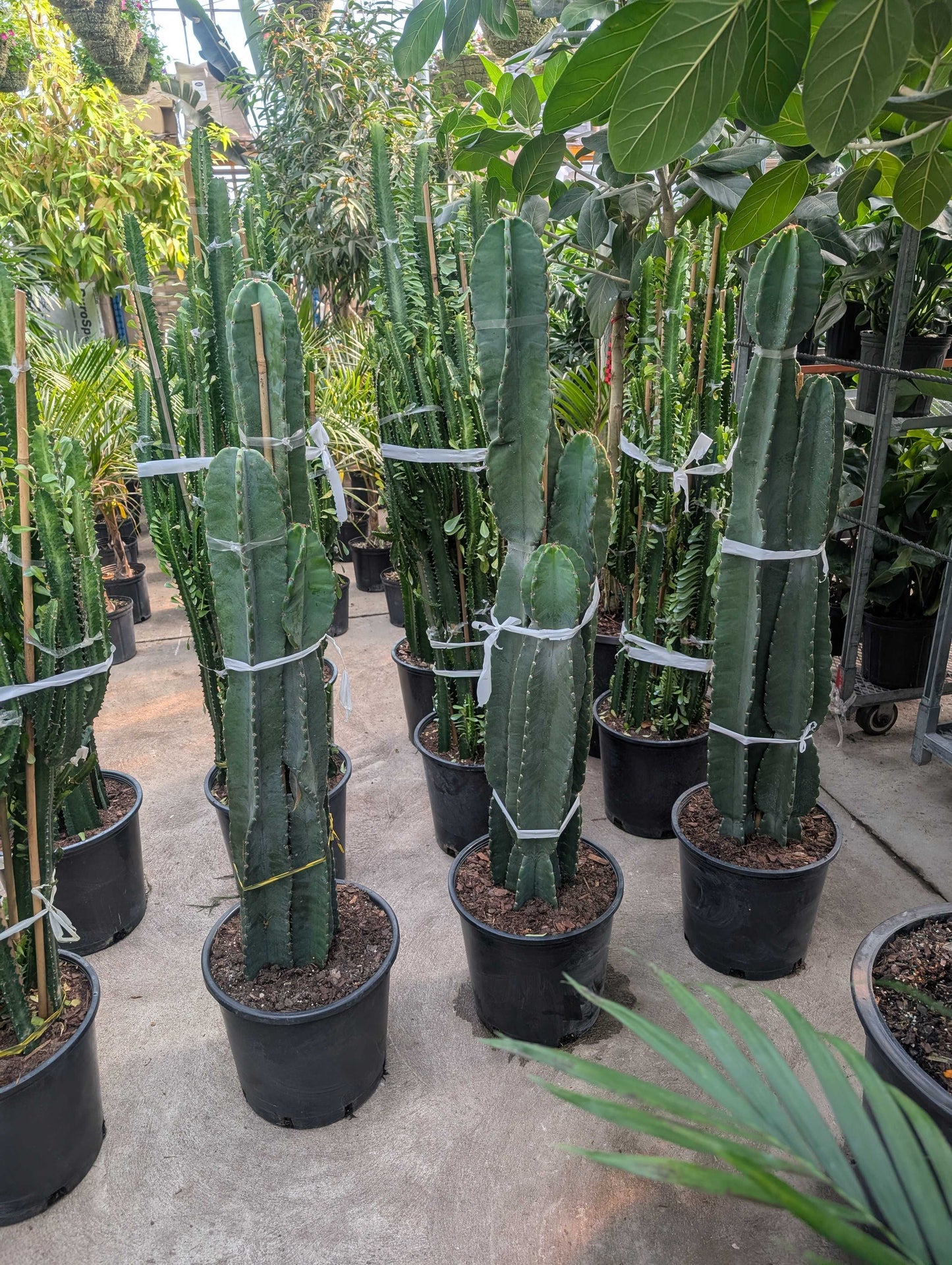 Peruvian Apple Cactus: Cereus repandus - 14 inch pot - 4-6 foot tall