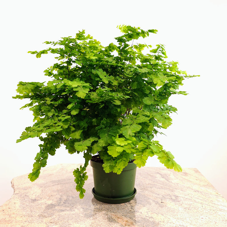 Maidenhair Fern: Adiantum raddianum - 6 inch pot — plant in pot — indoor plant for sale by Promise Supply for delivery and pickup in Toronto.