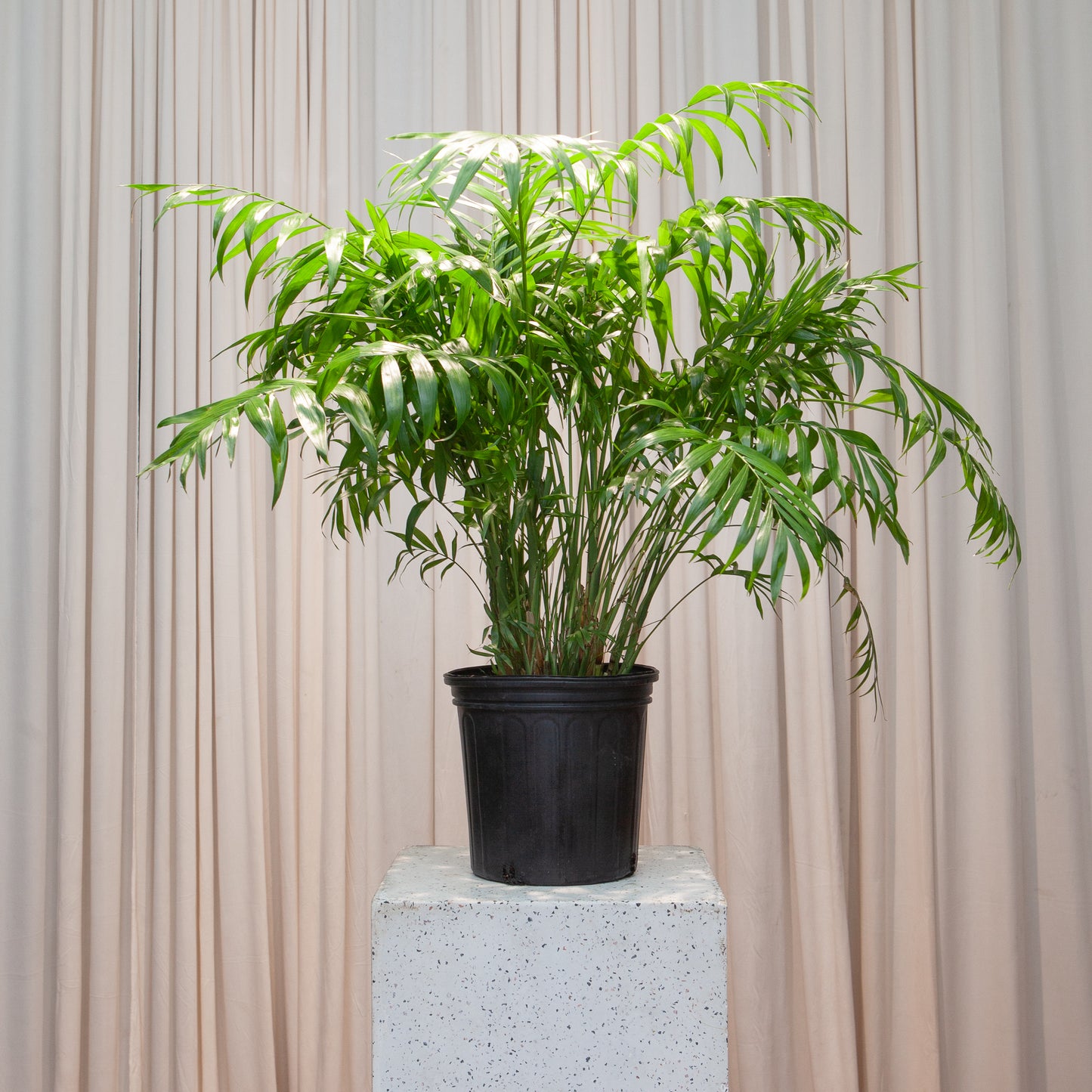 Parlour Palm: Chamaedorea elegans - 10 inch pot - 2-3 foot tall — indoor plant — indoor plant for sale by Promise Supply for delivery and pickup in Toronto.
