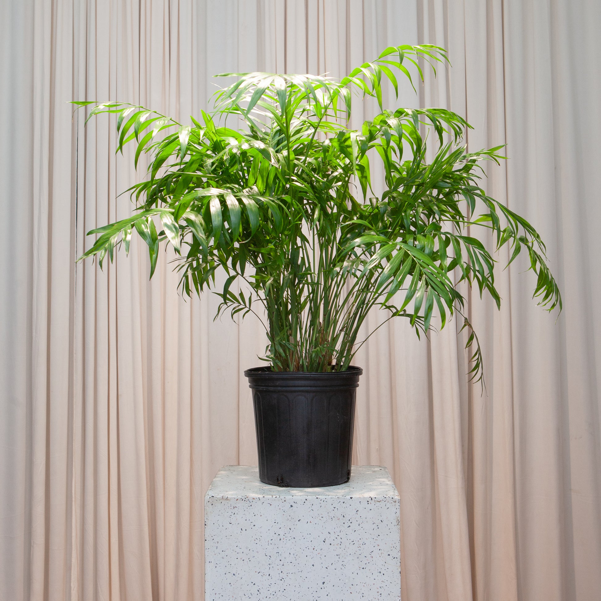 Parlour Palm: Chamaedorea elegans - 10 inch pot - 2-3 foot tall — indoor plant — indoor plant for sale by Promise Supply for delivery and pickup in Toronto.