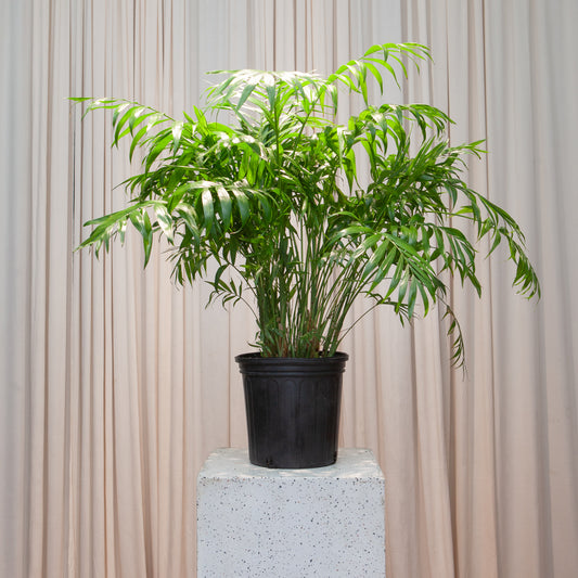 Parlour Palm: Chamaedorea elegans - 10 inch pot - 2-3 foot tall — indoor plant — indoor plant for sale by Promise Supply for delivery and pickup in Toronto.