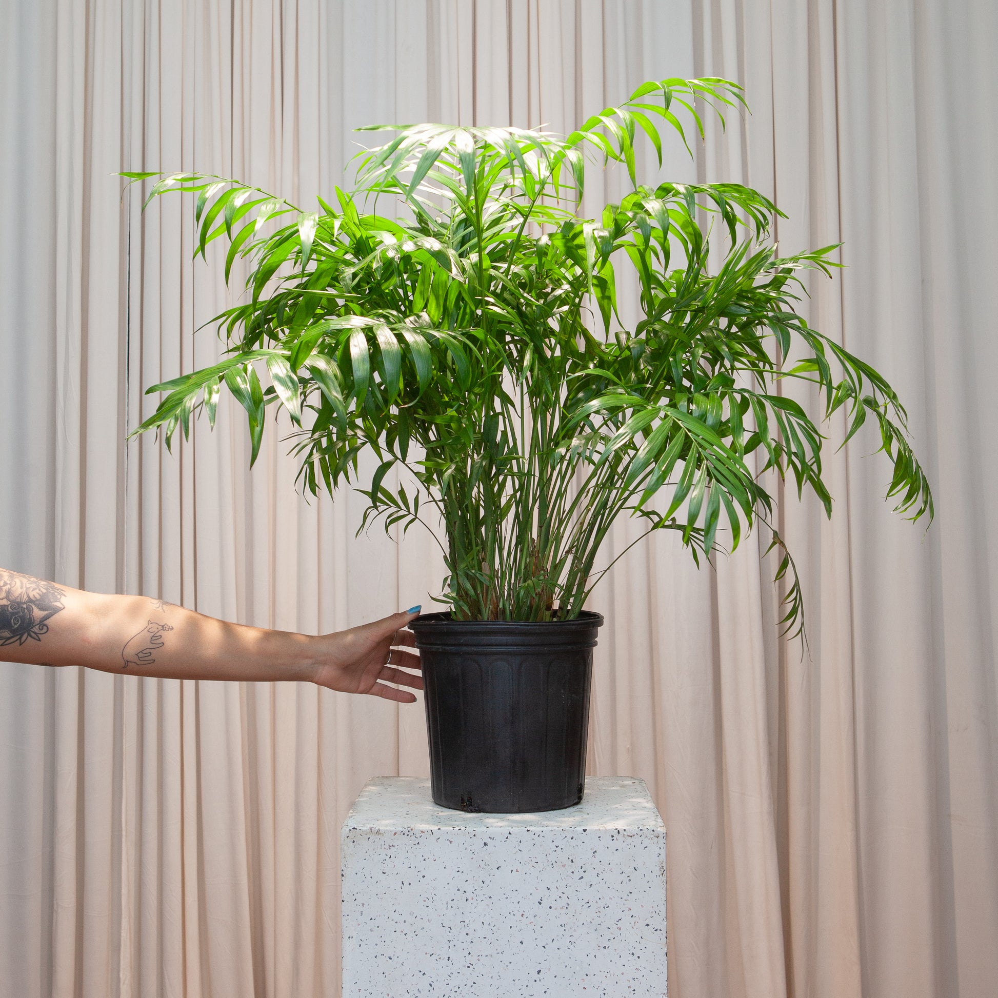 Parlour Palm: Chamaedorea elegans - 10 inch pot - 2-3 foot tall — indoor plant — indoor plant for sale by Promise Supply for delivery and pickup in Toronto.