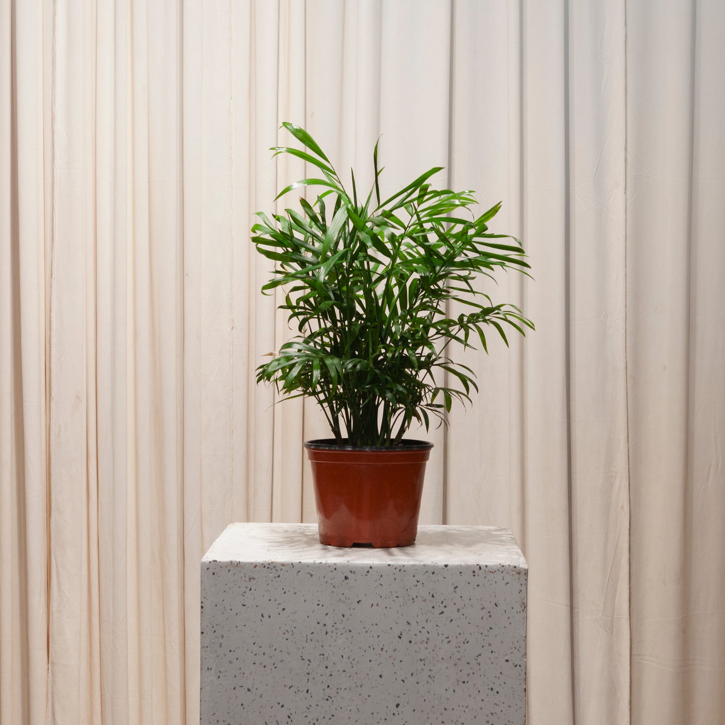 Parlour Palm: Chamaedorea elegans - 6 inch pot — plant in pot — indoor plant for sale by Promise Supply for delivery and pickup in Toronto.