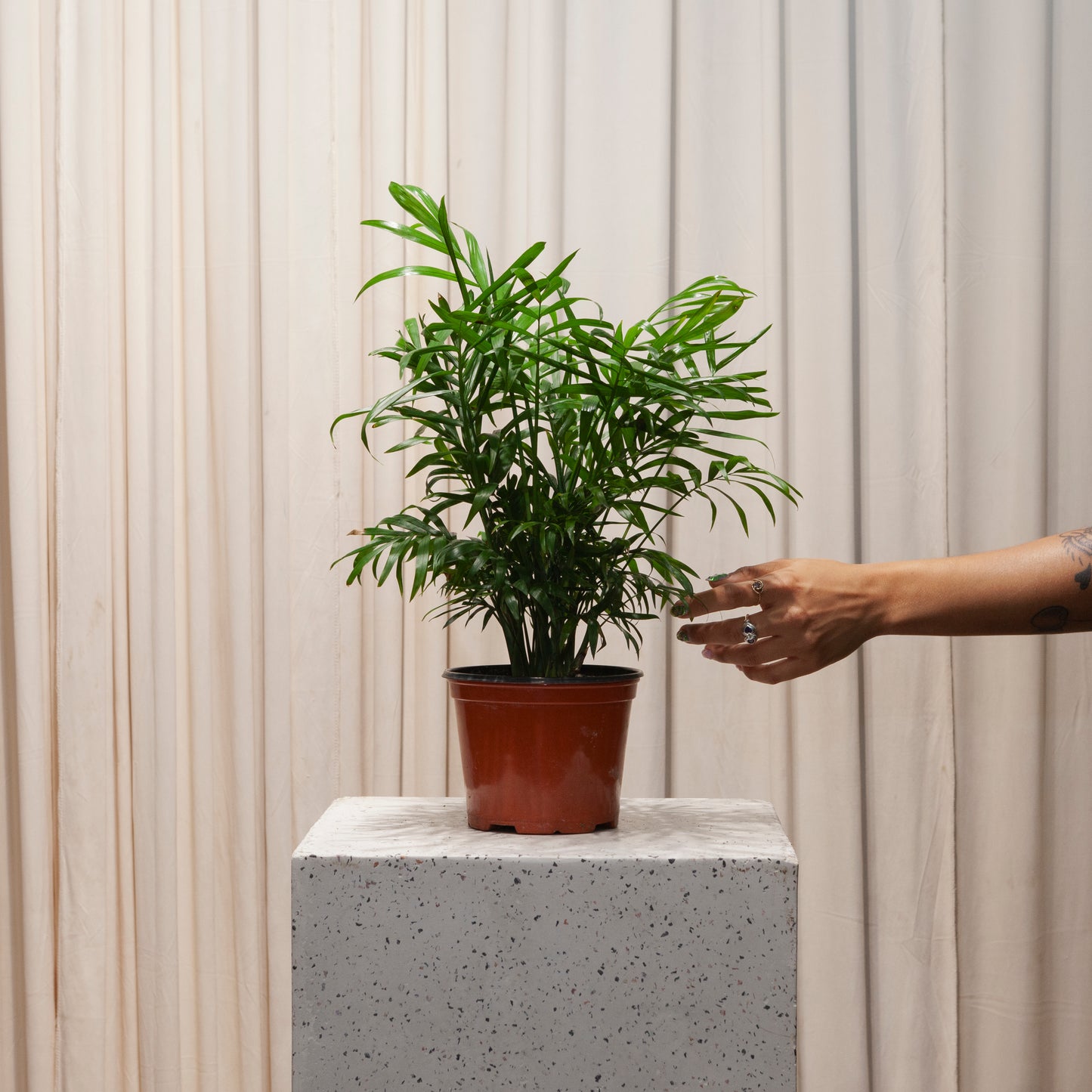 Parlour Palm: Chamaedorea elegans - 6 inch pot — plant in pot — indoor plant for sale by Promise Supply for delivery and pickup in Toronto.