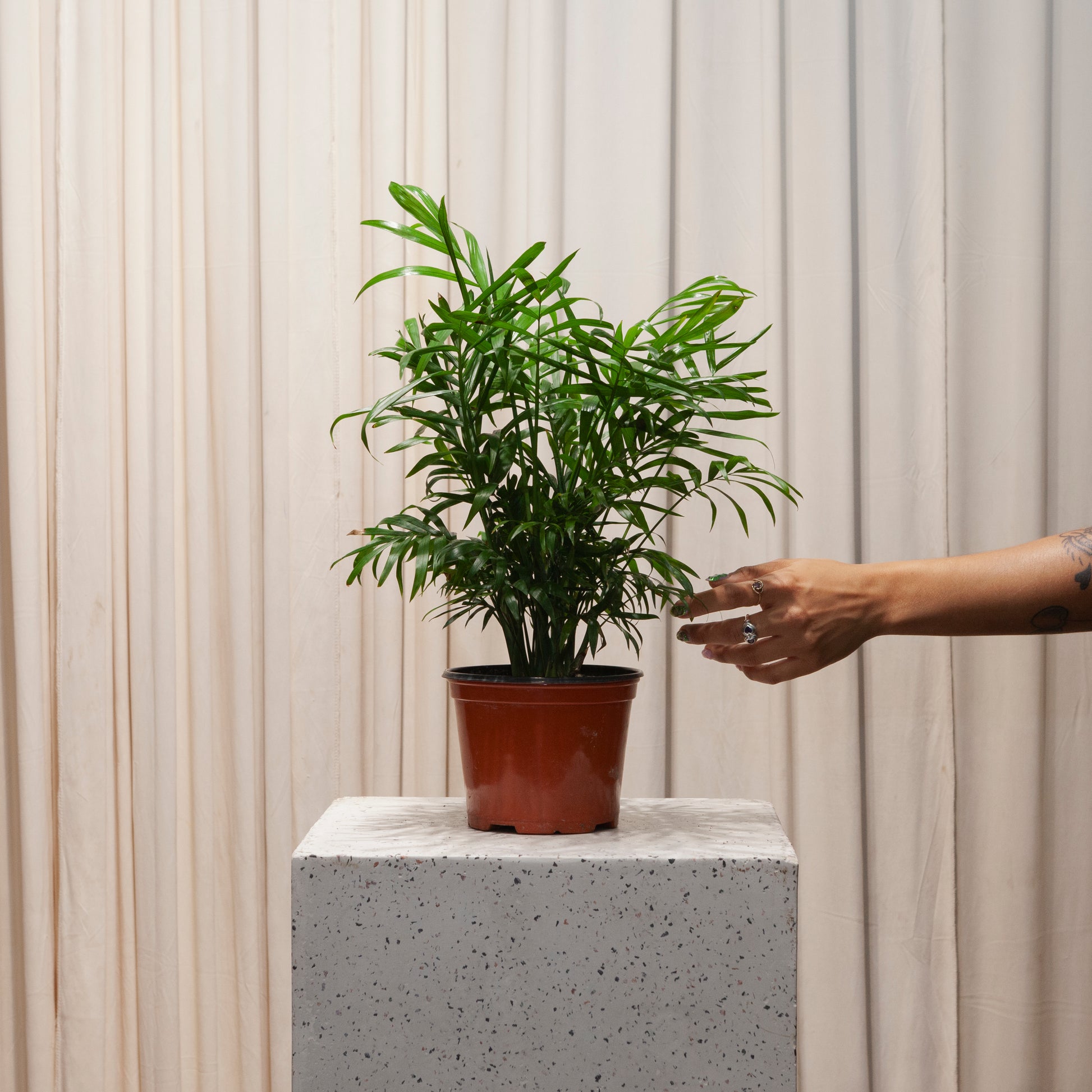 Parlour Palm: Chamaedorea elegans - 6 inch pot — plant in pot — indoor plant for sale by Promise Supply for delivery and pickup in Toronto.