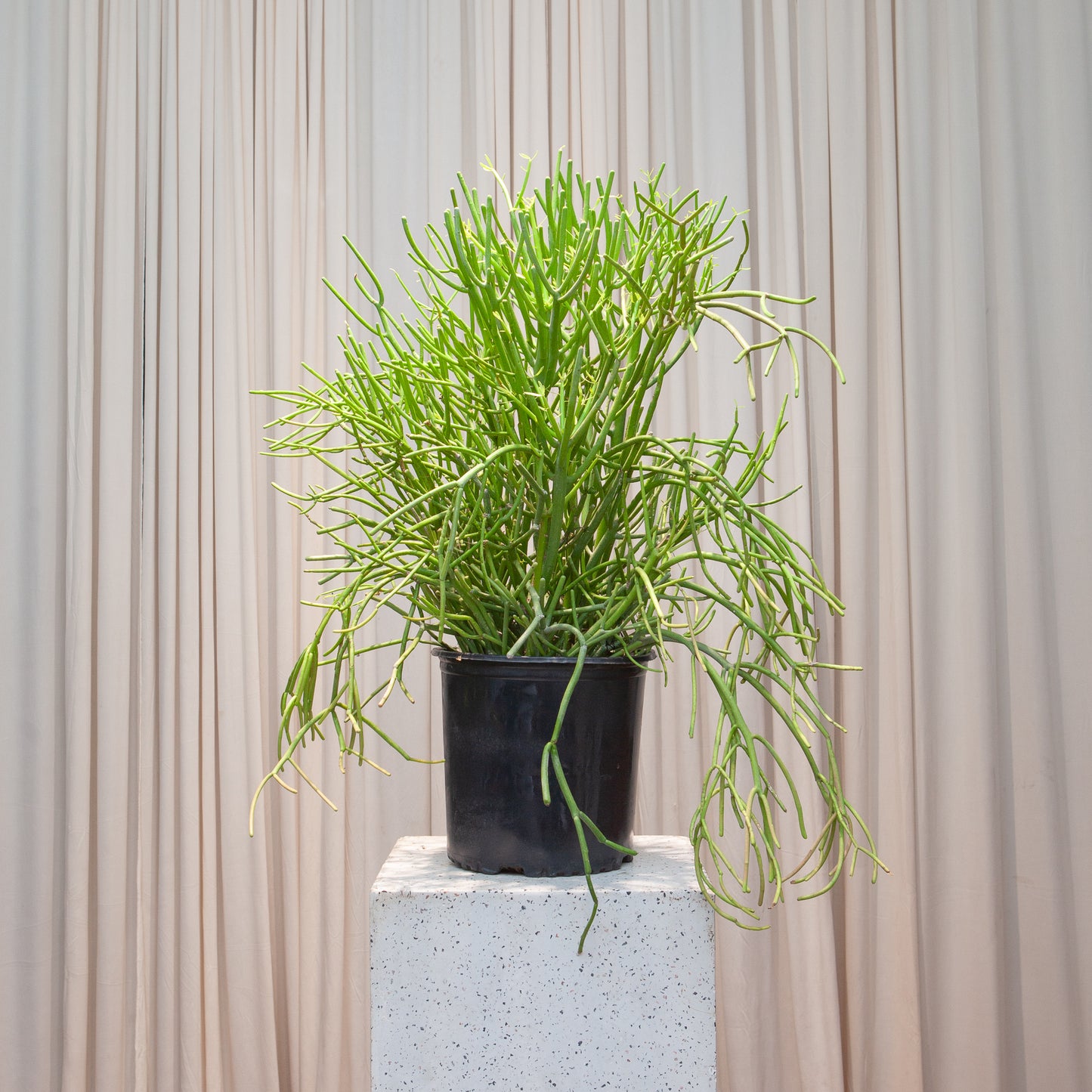 Pencil Cactus: Euphorbia tirucalli 'Firestick' - 10 inch pot - 3-4 foot tall — indoor plant — indoor plant for sale by Promise Supply for delivery and pickup in Toronto.