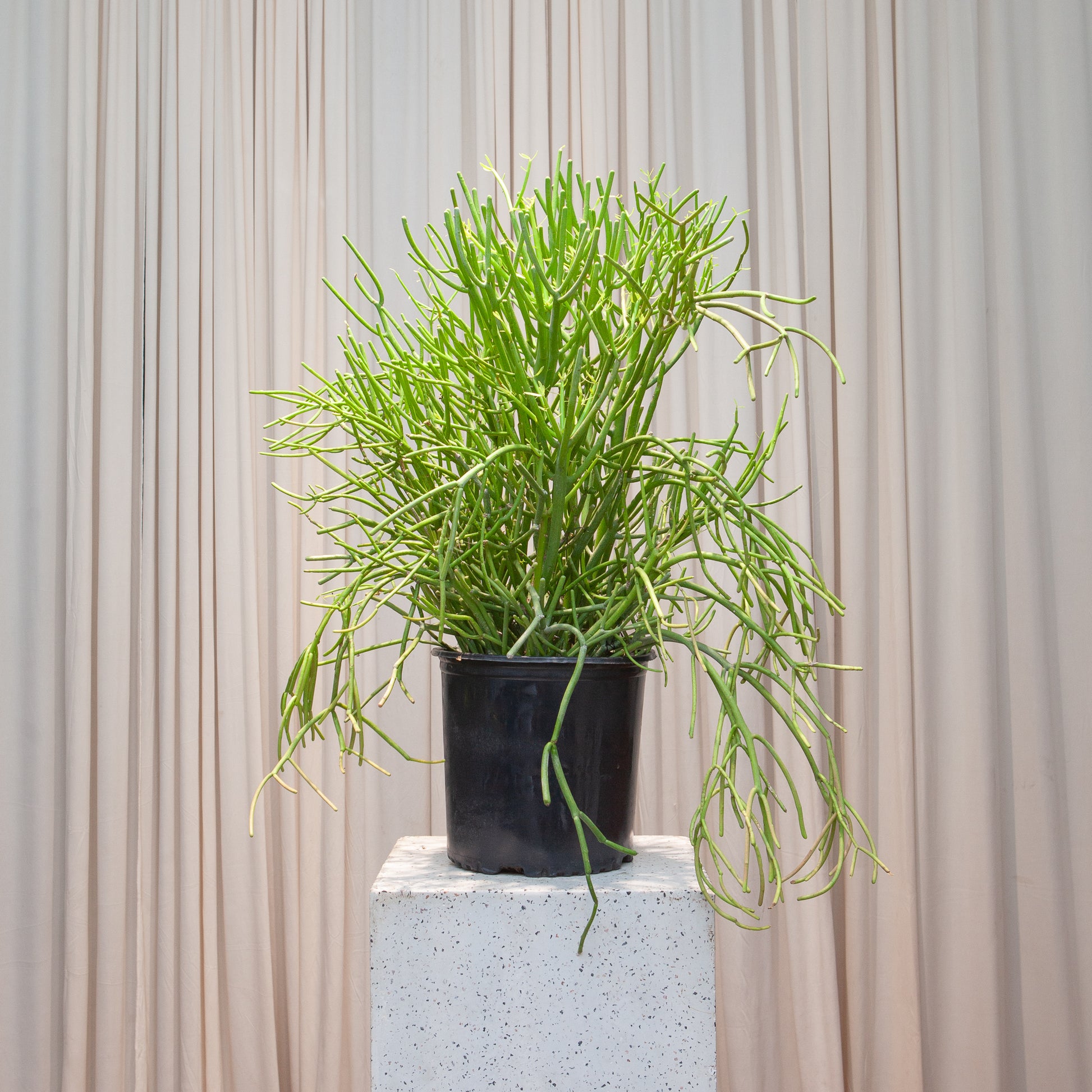 Pencil Cactus: Euphorbia tirucalli 'Firestick' - 10 inch pot - 3-4 foot tall — indoor plant — indoor plant for sale by Promise Supply for delivery and pickup in Toronto.