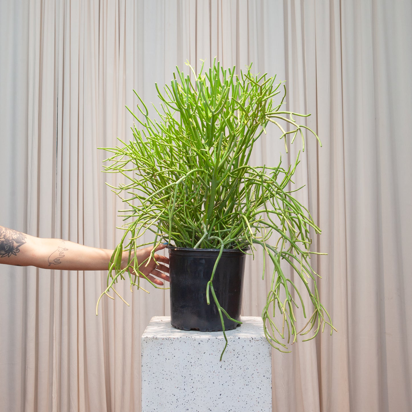 Pencil Cactus: Euphorbia tirucalli 'Firestick' - 10 inch pot - 3-4 foot tall — indoor plant — indoor plant for sale by Promise Supply for delivery and pickup in Toronto.