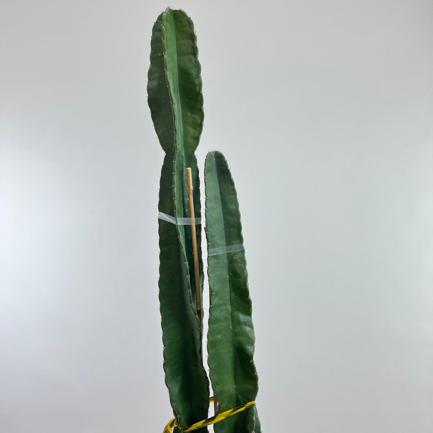 Peruvian Apple Cactus: Cereus repandus - 10 inch pot - 2-5 foot tall
