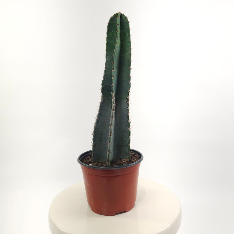 Peruvian Cactus: Cereus peruvianus - 6 inch pot — plant in pot — indoor plant for sale by Promise Supply for delivery and pickup in Toronto.