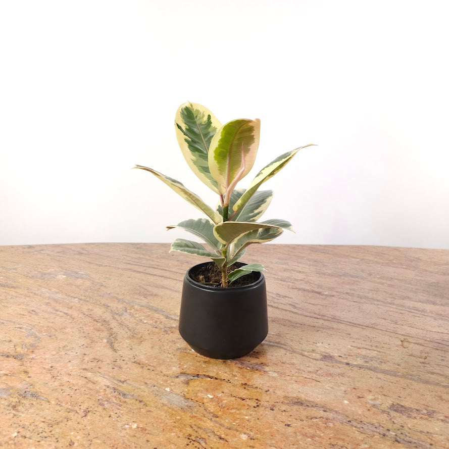 Peter Pot | 5 inch Nursery Pot — empty planter, studio photo — planter for sale by Promise Supply for delivery and pickup in Toronto.