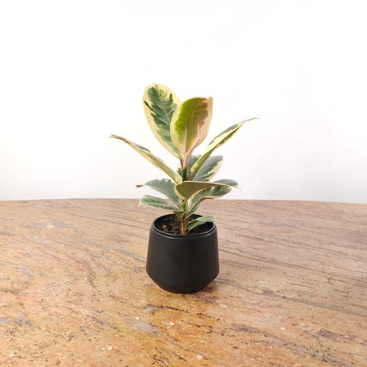 Peter Pot | 5 inch Nursery Pot — empty planter, studio photo — planter for sale by Promise Supply for delivery and pickup in Toronto.