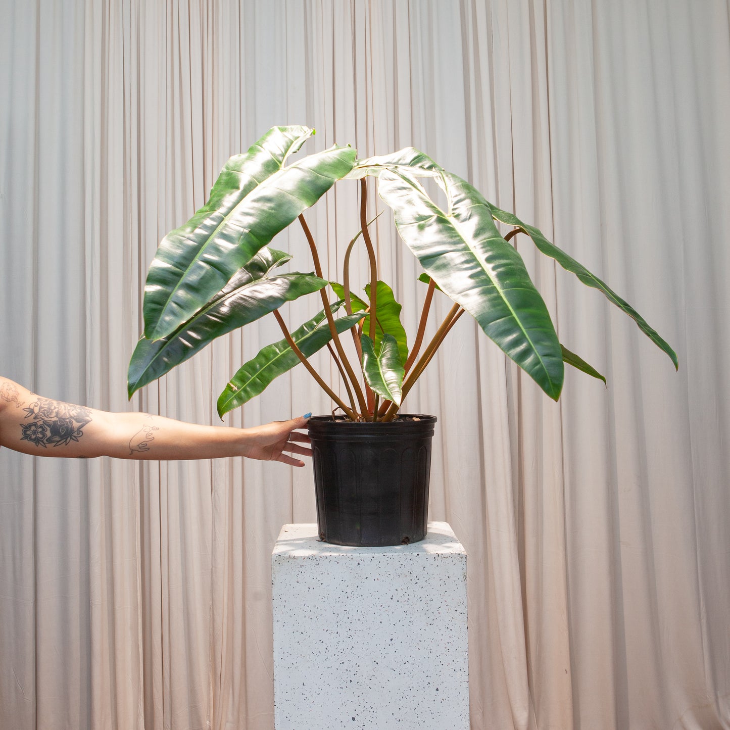 Philodendron billietiae - 10 inch pot - 2-3 foot tall — indoor plant — indoor plant for sale by Promise Supply for delivery and pickup in Toronto.