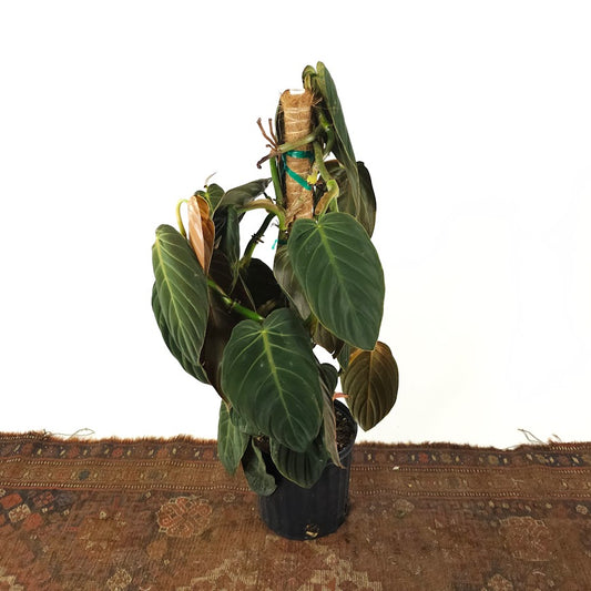 Philodendron gigas on Moss Pole - 10 inch pot - 4 foot tall — plant in pot — indoor plant for sale by Promise Supply for delivery and pickup in Toronto.
