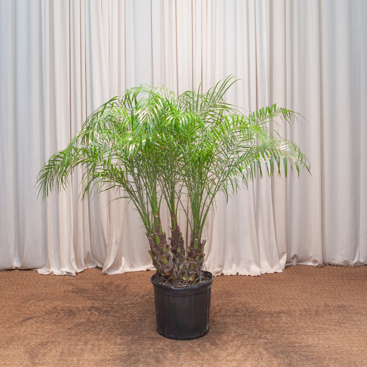 Date Palm: Phoenix roebelenii - 12 inch pot - 4-5 foot tall — indoor plant — indoor plant for sale by Promise Supply for delivery and pickup in Toronto.