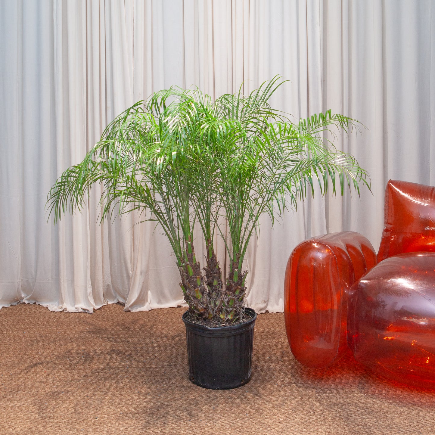 Date Palm: Phoenix roebelenii - 12 inch pot - 4-5 foot tall — indoor plant — indoor plant for sale by Promise Supply for delivery and pickup in Toronto.