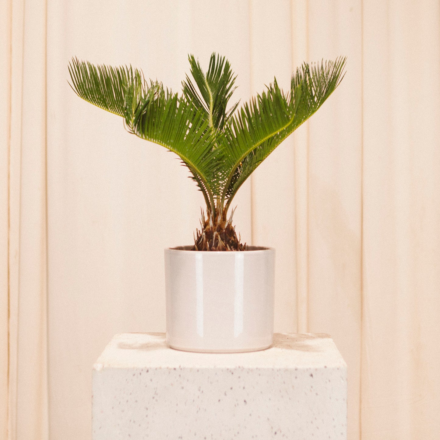 Pillar Ceramic Pot | 6 inch Nursery Pot