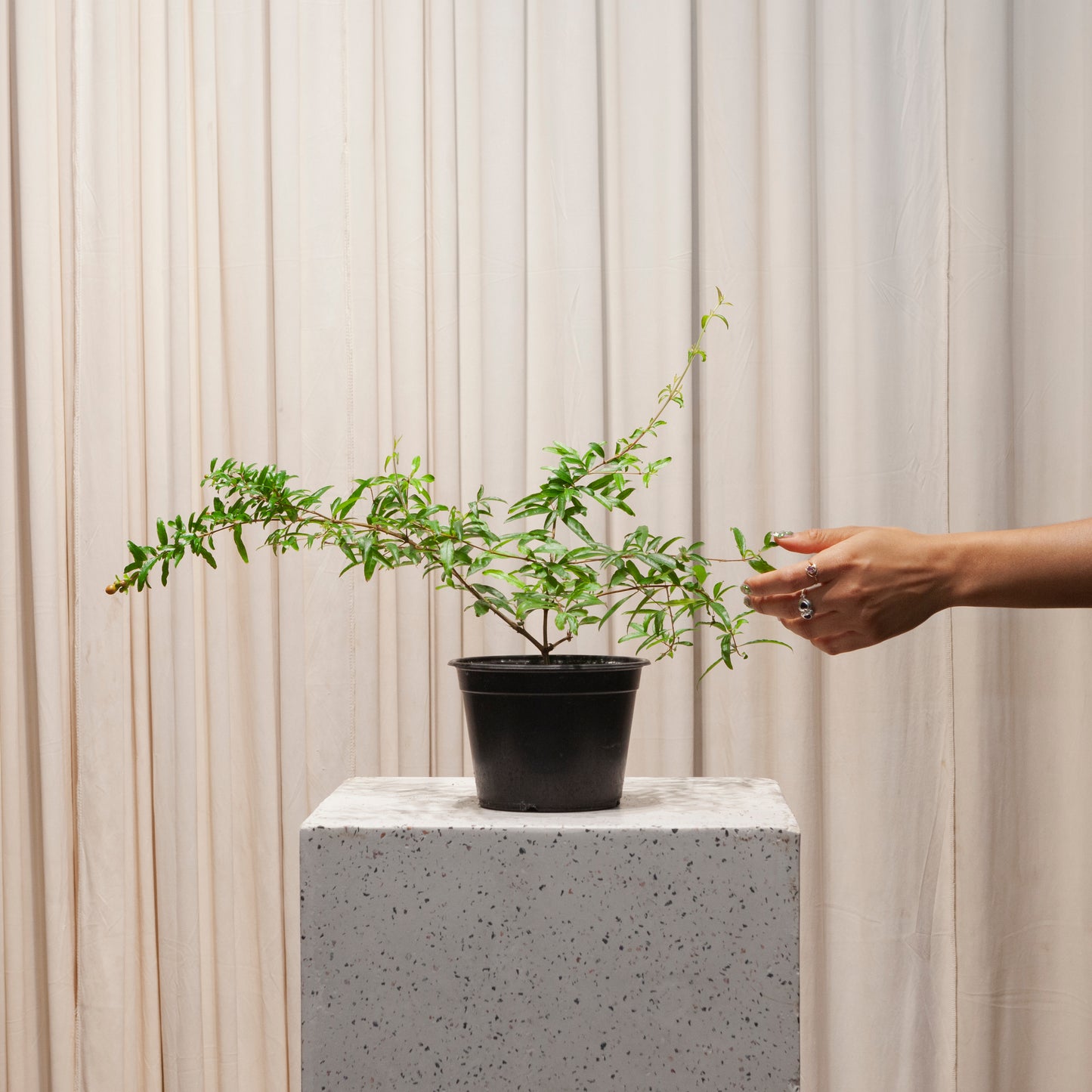 Pomegranate Bonsai Tree: Punica granatum - 6 inch pot — plant in pot — indoor plant for sale by Promise Supply for delivery and pickup in Toronto.