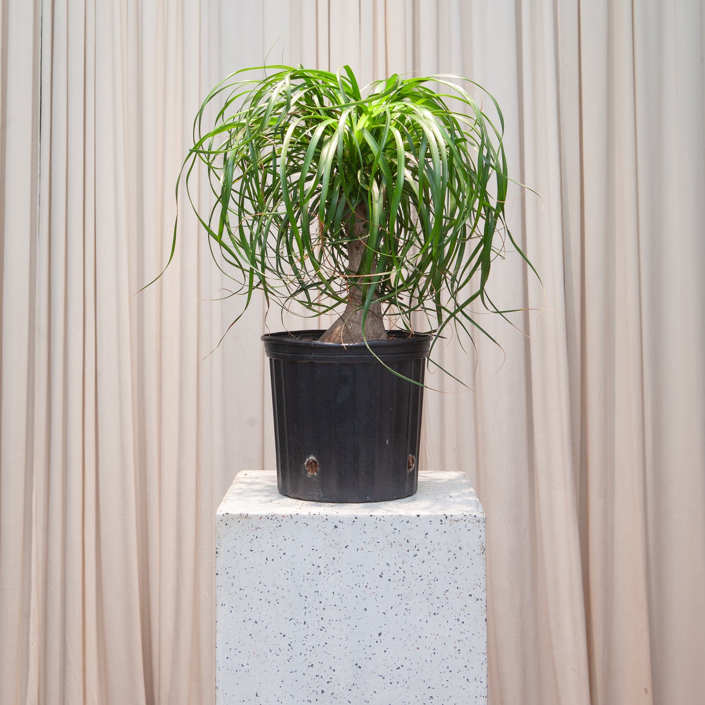 Ponytail Palm: Beaucarnea recurvata - 10 inch pot - 2-3 foot tall — indoor plant — indoor plant for sale by Promise Supply for delivery and pickup in Toronto.