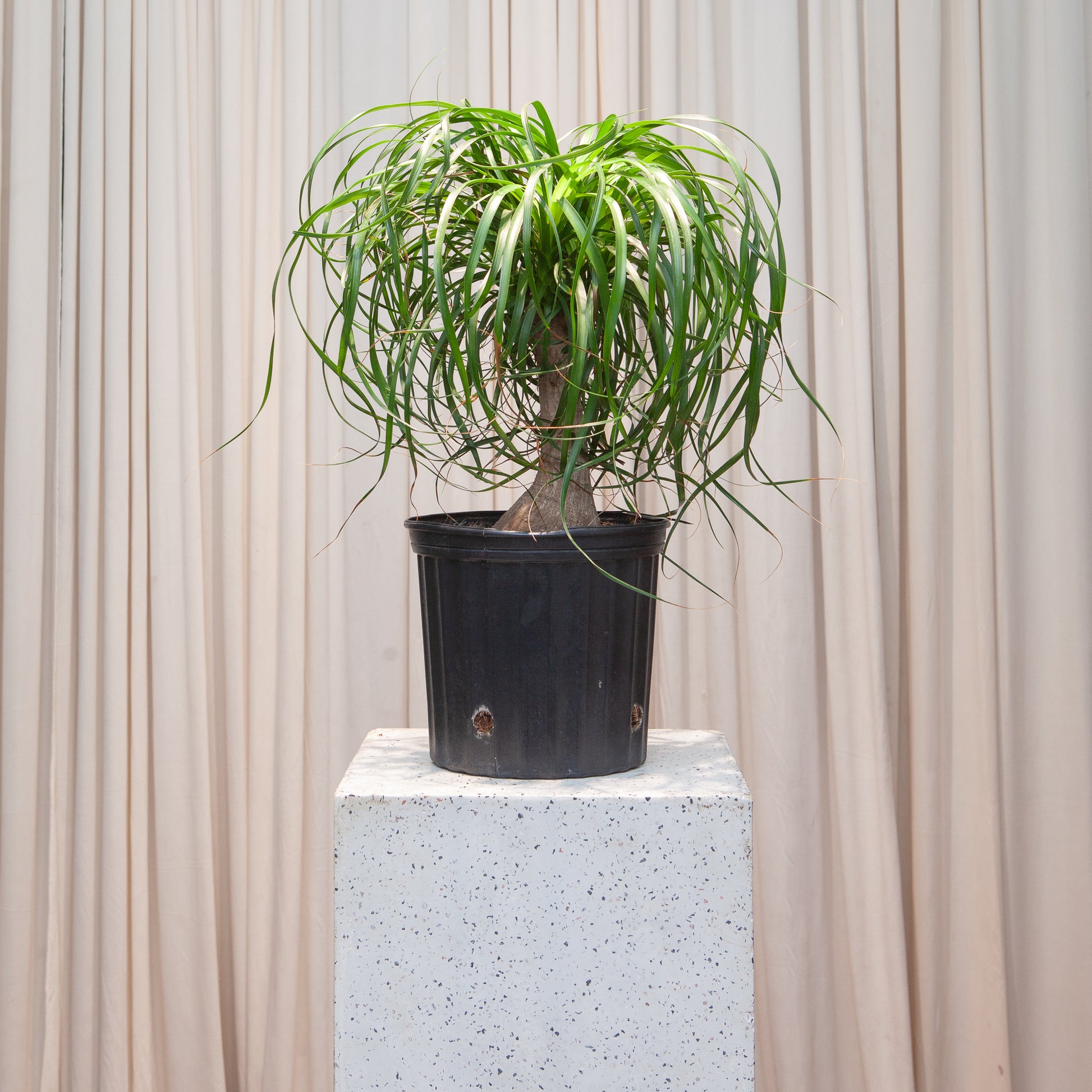 Ponytail Palm: Beaucarnea recurvata - 10 inch pot - 2-3 foot tall — indoor plant — indoor plant for sale by Promise Supply for delivery and pickup in Toronto.