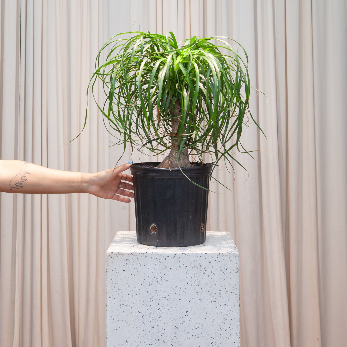 Ponytail Palm: Beaucarnea recurvata - 10 inch pot - 2-3 foot tall — indoor plant — indoor plant for sale by Promise Supply for delivery and pickup in Toronto.