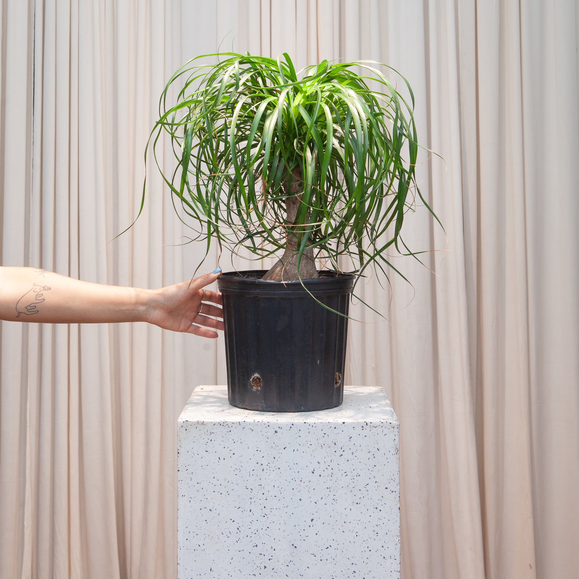 Ponytail Palm: Beaucarnea recurvata - 10 inch pot - 2-3 foot tall — indoor plant — indoor plant for sale by Promise Supply for delivery and pickup in Toronto.