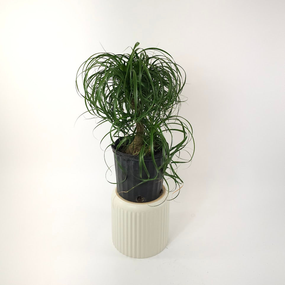 Ponytail Palm: Beaucarnea recurvata - 10 inch pot - 2-3 foot tall — plant in pot — indoor plant for sale by Promise Supply for delivery and pickup in Toronto.