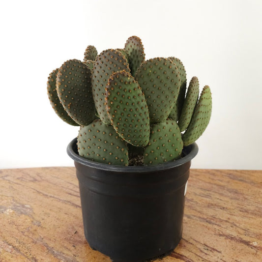 Prickly Pear Cactus: Opuntia ssp - 10 inch pot — plant in pot — indoor plant for sale by Promise Supply for delivery and pickup in Toronto.