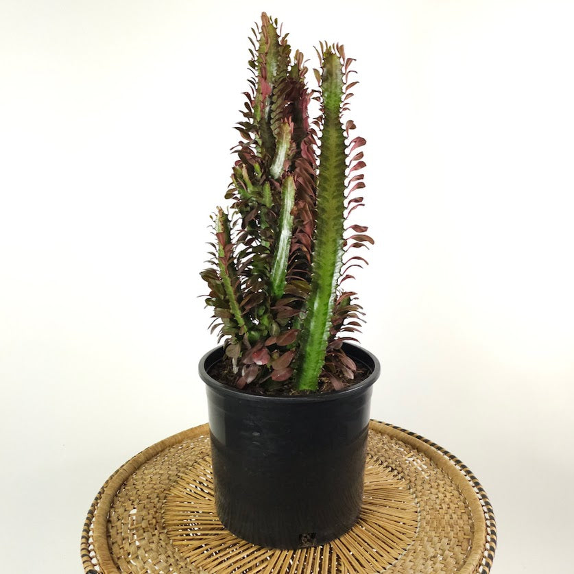 tree cactus succulent Red African Milk Tree Cactus: Euphorbia - 10" Pot