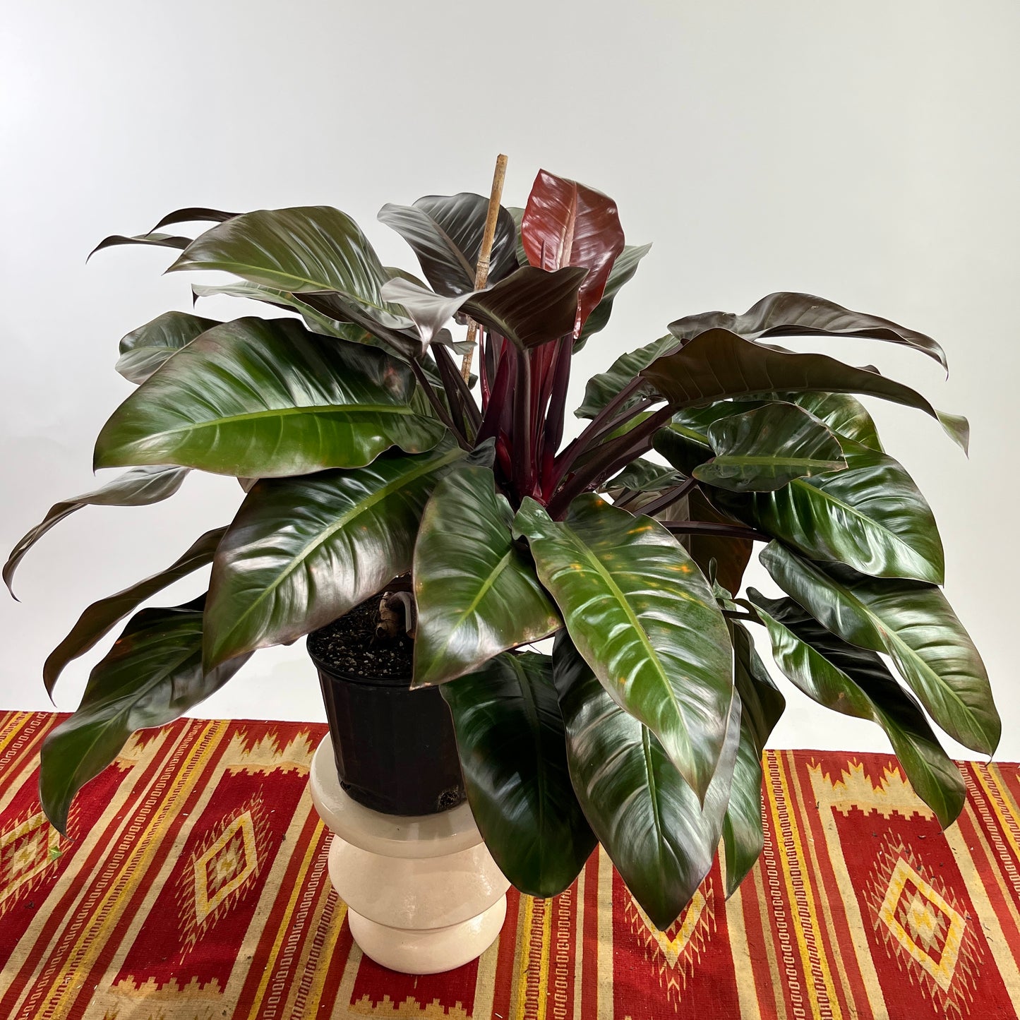 Red Imperial: Philodendron - 10 inch pot — plant in pot — indoor plant for sale by Promise Supply for delivery and pickup in Toronto.