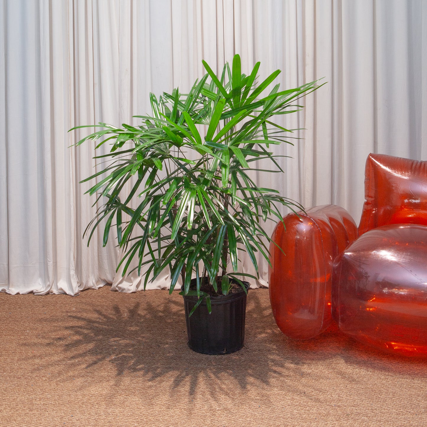 Lady Palm: Rhapis excelsa - 10 inch pot - 3-4 foot tall — indoor plant — indoor plant for sale by Promise Supply for delivery and pickup in Toronto.