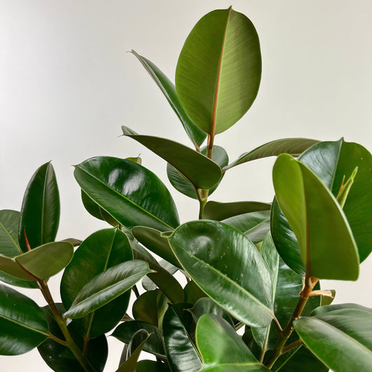 Robusta Rubber Bush: Ficus elastica - 10 inch pot - 2-3 foot tall — close-up of foliage — indoor plant for sale by Promise Supply for delivery and pickup in Toronto.