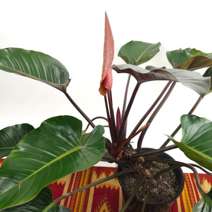 Congo Rojo: Philodendron hederaceum - 14 inch pot