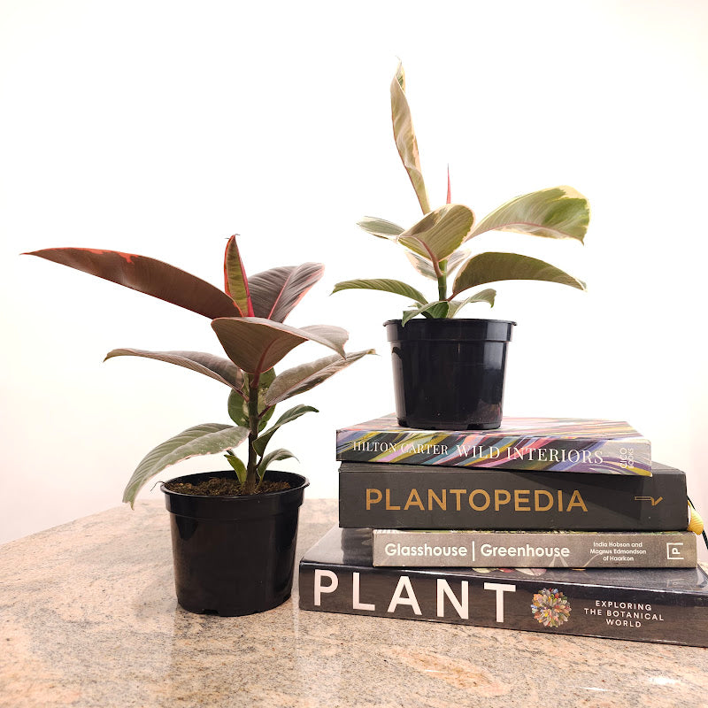 Ruby Rubber Plant: Ficus elastica - 5 inch pot