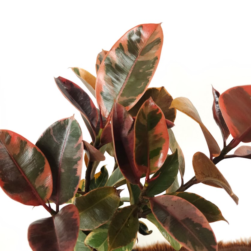 Ruby Rubber Tree: Ficus elastica - 8 inch pot - 2-2.5 foot tall — close-up of foliage — indoor plant for sale by Promise Supply for delivery and pickup in Toronto.
